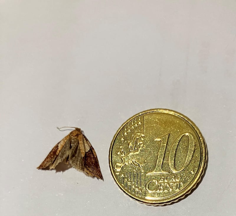 Male light brown apple moth. Photograph: Mary Gough