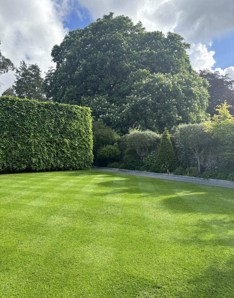 Peter O'Mahony's pristine lawn