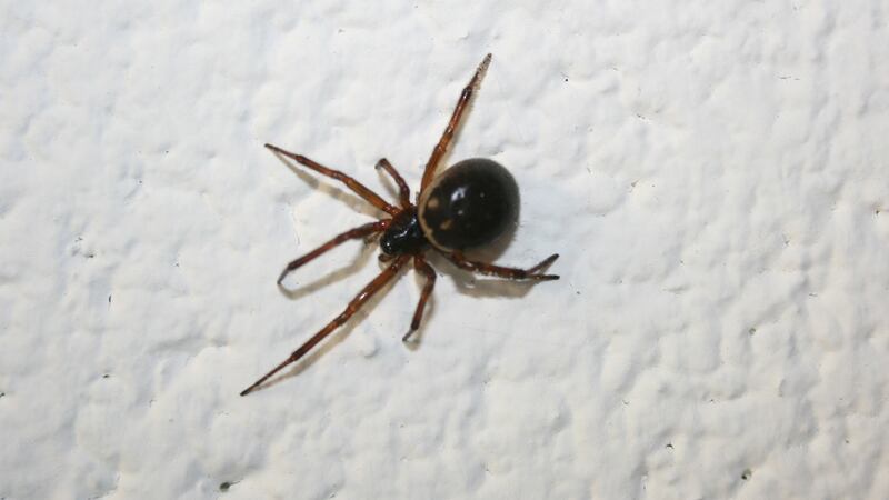 Dr Michel Dugon got an Irish Research Council grant to set up the Venom Systems and Proteomics Lab  and has carried out a range of early experiments using venom from the false black widow spider, Steatoda nobilis (above). File photograph: Michel Dugon