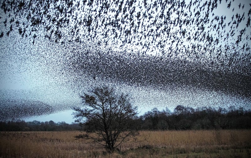 Murmuration: James Crombie took hundreds of photographs of starlings at Lough Ennell as he chased the perfect shot. Photograph: James Crombie/Inpho