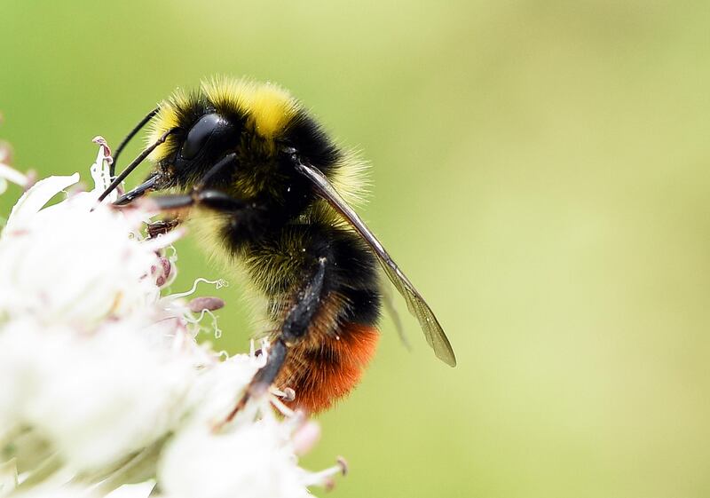 A bumblebee feeding on a leek flower. Photograph: Clare-Louise Donelan