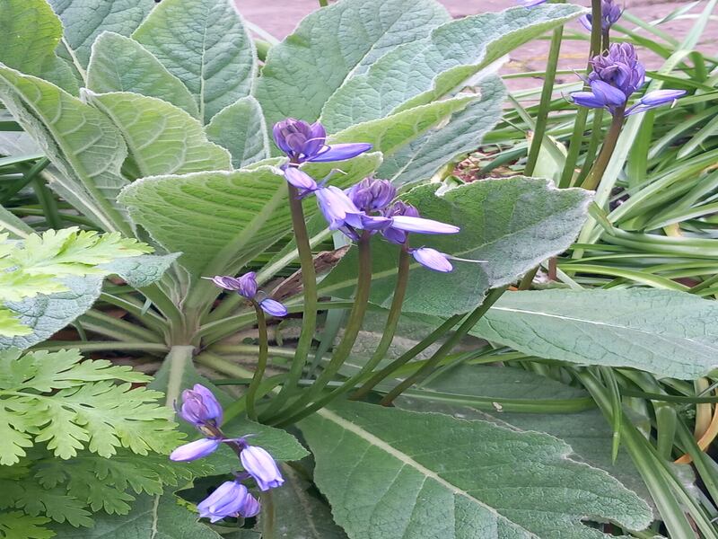 Spanish bluebell. Photograph: E Glynn