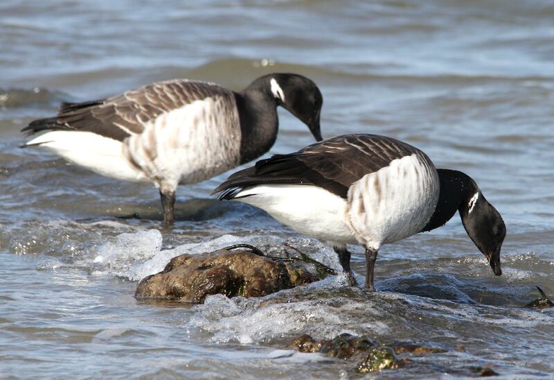 Brent geese photographed during the 2023 Coastwatch survey, waiting for seagrass to be exposed as the tide falls in Bannow Bay, Co Wexford. 
Photograph: Liam Ryan