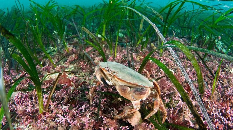 Maerl and seagrass (Zostera marina) beds in the Orkney Isles