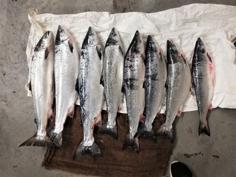 Eight salmon seized by fisheries staff at Garnish Bay, Co Cork