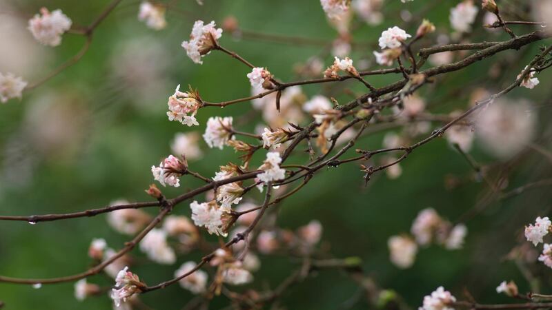 Viburnum x bodnantense in winter flower