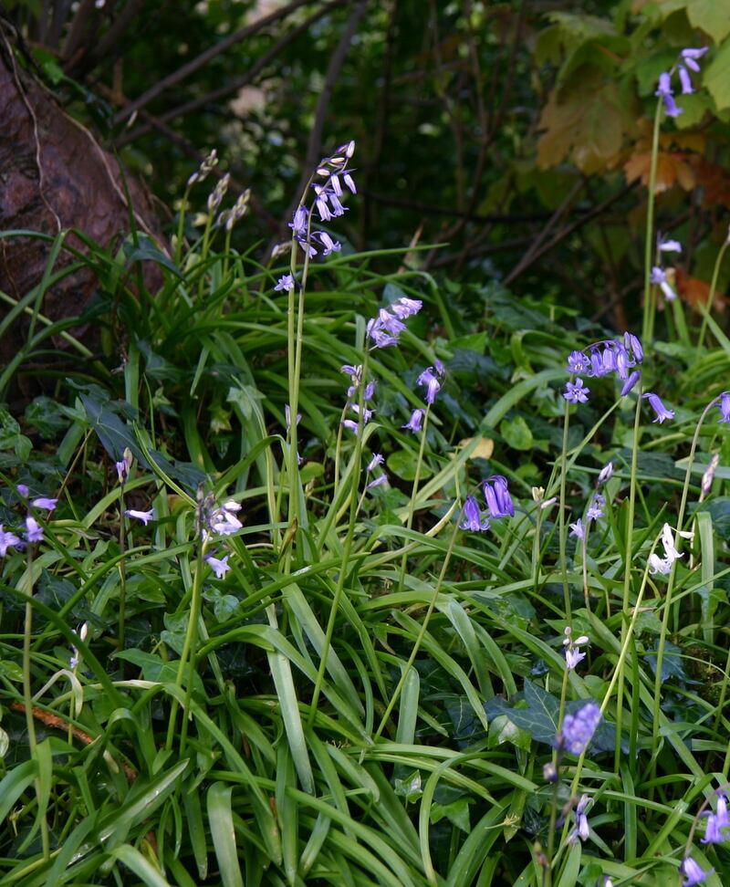 Native Irish bluebell. Photograph: E Glynn