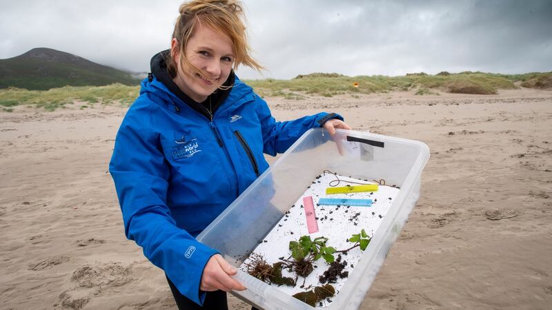 Biologist Louise Overy from Dingle Oceanworld at the release site for the natterjacks. Photograph: Dominick Walsh