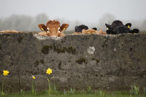 Fintan O'Toole: Too many claims about Irish beef are pure bull