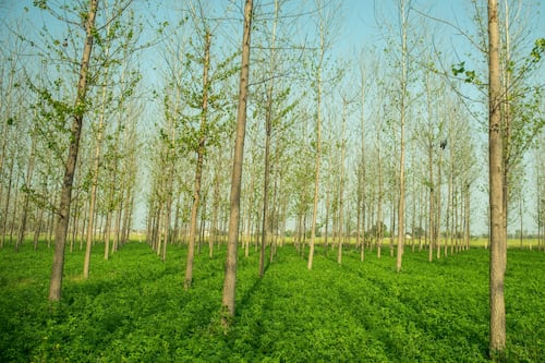 How to make farms more climate resilient? The solution is simple: trees