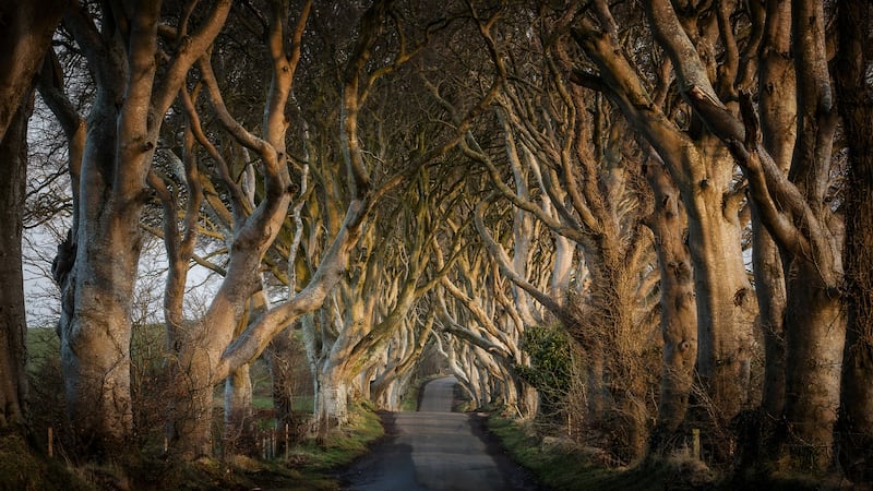 The Dark Hedges, the 500m-long avenue of intertwined beech trees that leads up to the 18th-century Gracehill House, is well worth a visit.