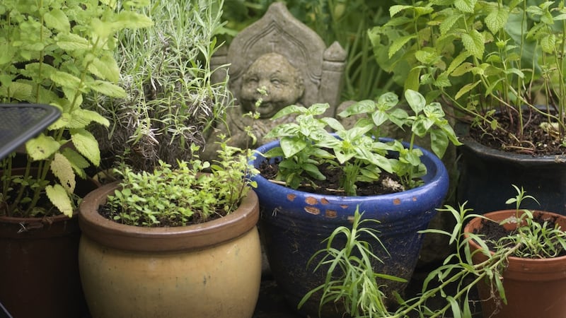 A cluster of pots filled with culinary herbs. Photograph: Richard Johnston