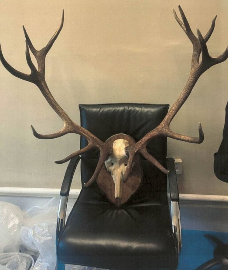 Darragh O’Brien’s office antlers. Photograph courtesy of Ken Foxe