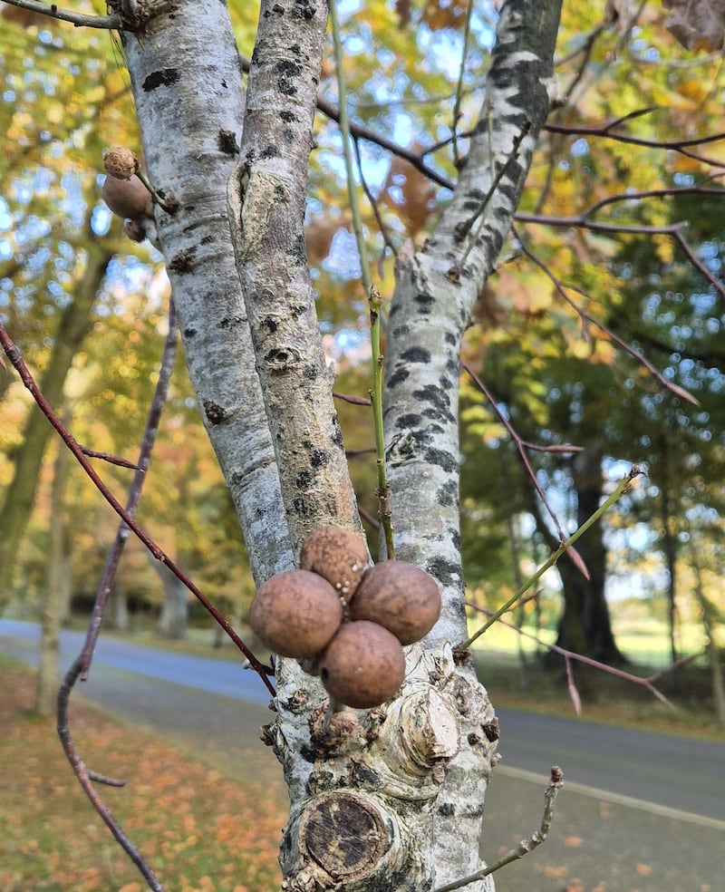 Marble galls. Photograph supplied by William Lee