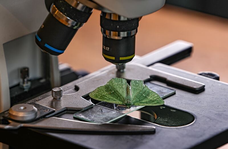 Stephen Cotter has discovered rare moths in Killarney National Park - including species once thought to be extinct. Photograph: Valerie O'Sullivan