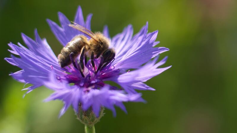 A bee feeding on the sky-blue flowers of annual cornflowers growing in Ashtown walled garden. Photograph: Richard Johnston