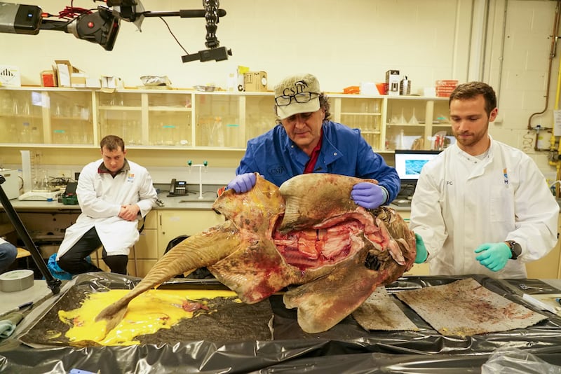 The first documented stranding of an Angel shark offered a unique opportunity to wildlife biologists at the Munster Technological University in Tralee to study this endangered fish. Photograph: Enda O'Dowd