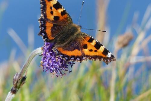 Explore Irish biodiversity– all week long