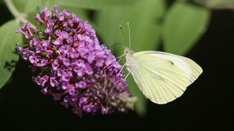 Large white butterfly  is also known as the cabbage white, and is unpopular in vegetable gardens. Photograph: Getty Images