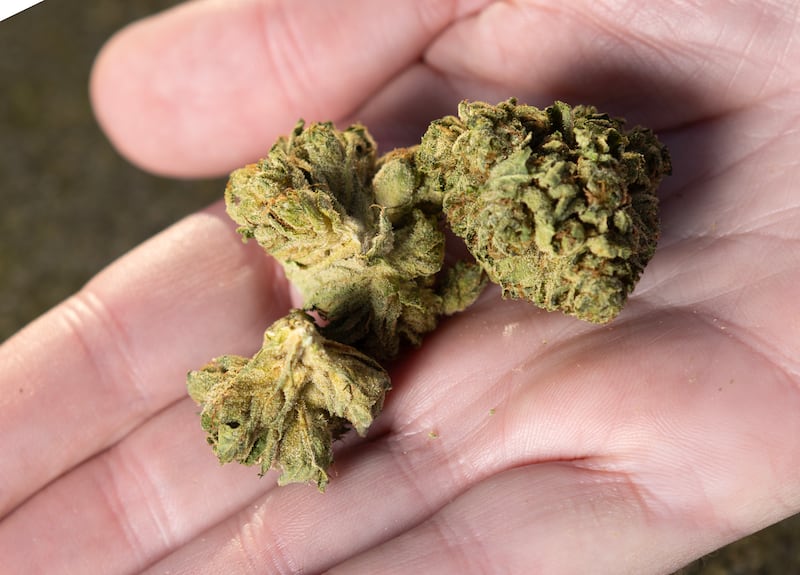 Prescribed cannabis belonging to Jason Pickering. Photograph: Jon Rowley/The Irish Times