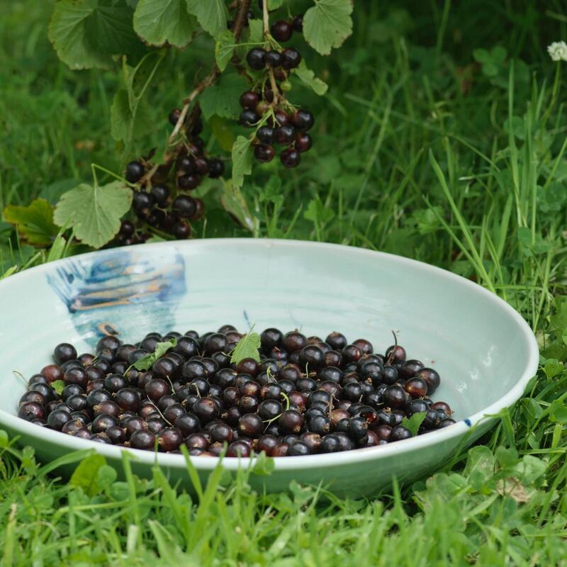 Freshly harvested blakcurrants. Photograph: Richard Johnston