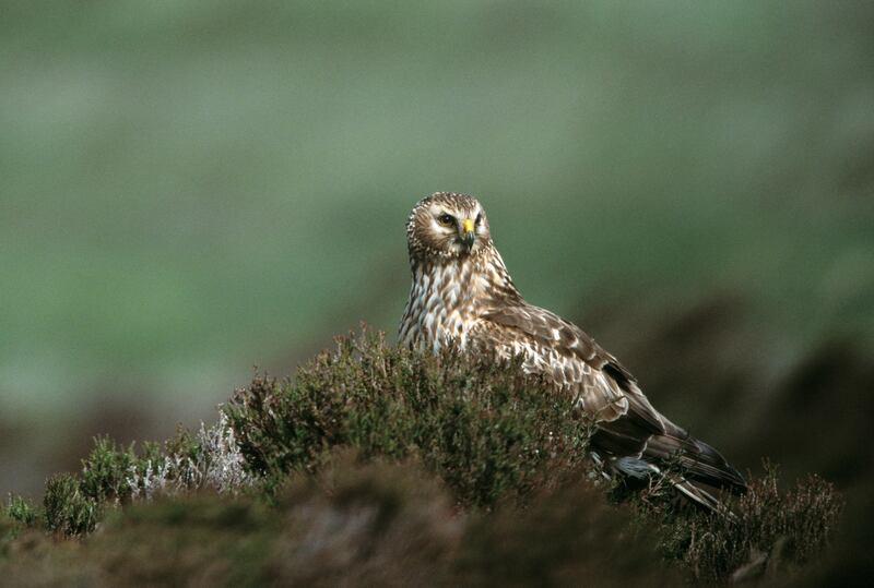 The 2023 survey showed the number of hen harriers in the two special protection areas remained relatively stable since the 2016 survey. Photograph: Andy Hay/RSPB/PA Wire 