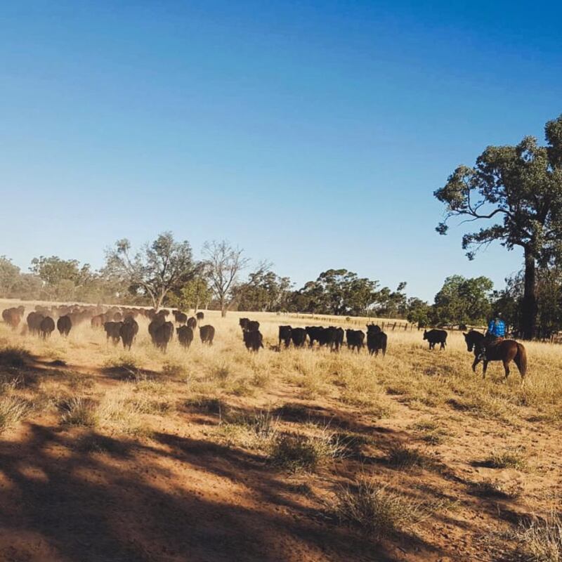 Caoimhe Kenny and her partner, Conor, are working on a cattle farm in Queensland, having lost their jobs in Sydney