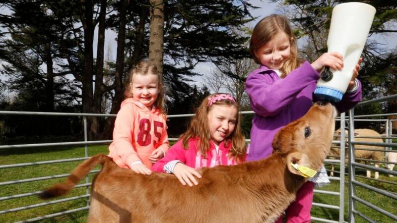 From left: Faye Mackey (5), Lauren Mackey (7) and Aisling Marriot (7) with a resident calf at the official reopening of Airfield Estate, Dundrum, Co Dublin, yesterday. Photograph: Sasko Lazarov/Photocall Ireland