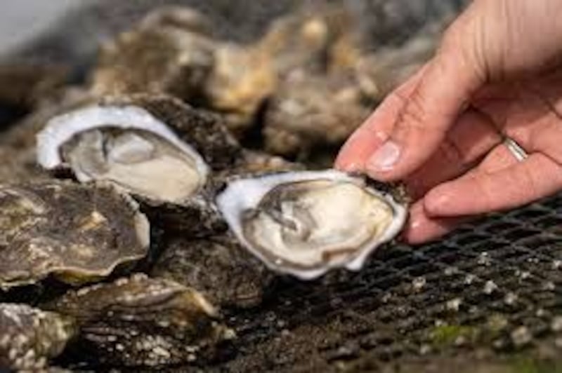 Cromane oysters: Clare Anne O’Keefe shucks her own and adds a teaspoon of Cuinneog