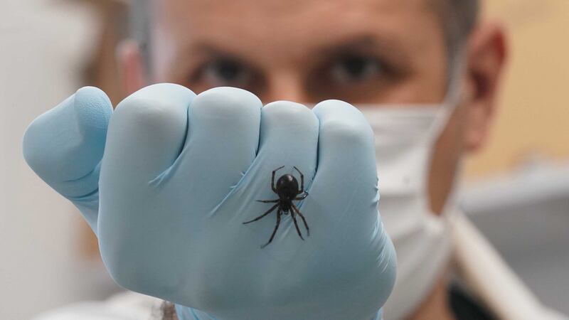 Dr Michel Dugon of the Venom Lab at National University of Ireland Galway with a false widow spider.