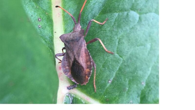 The dock bug, Coreus marginatus. a squash bug that can be found on docks and fruit plants.