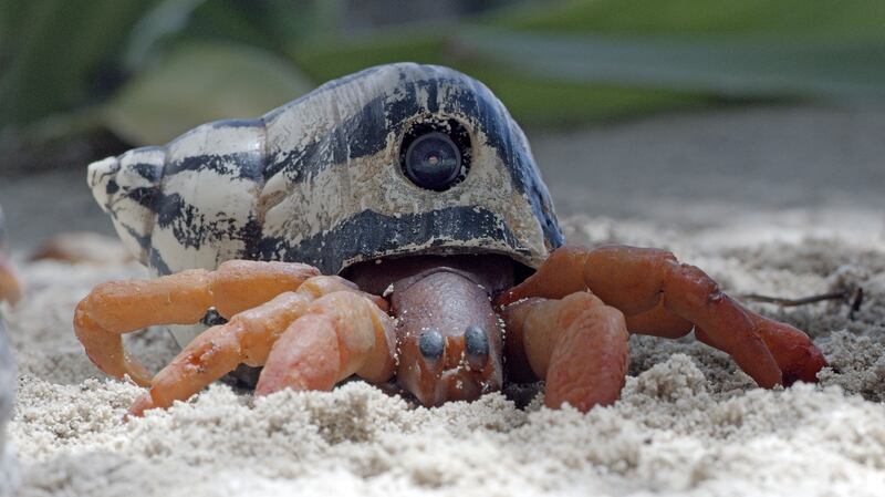 A hermit crab in Central America. Photograph: Huw Williams/BBC