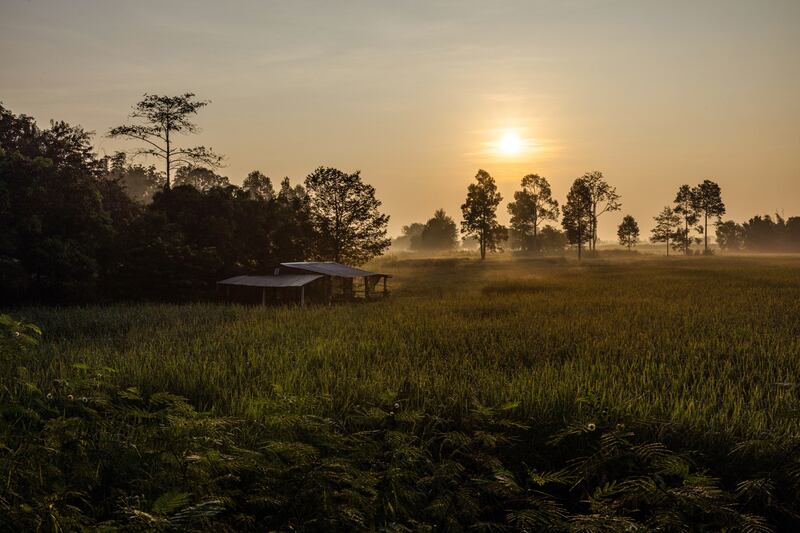 A rice field in Thailand’s Udon Thani province, from where several generations of some family’s men have worked on Israeli farms. Photograph: Lauren Decicca/New York Times
                      