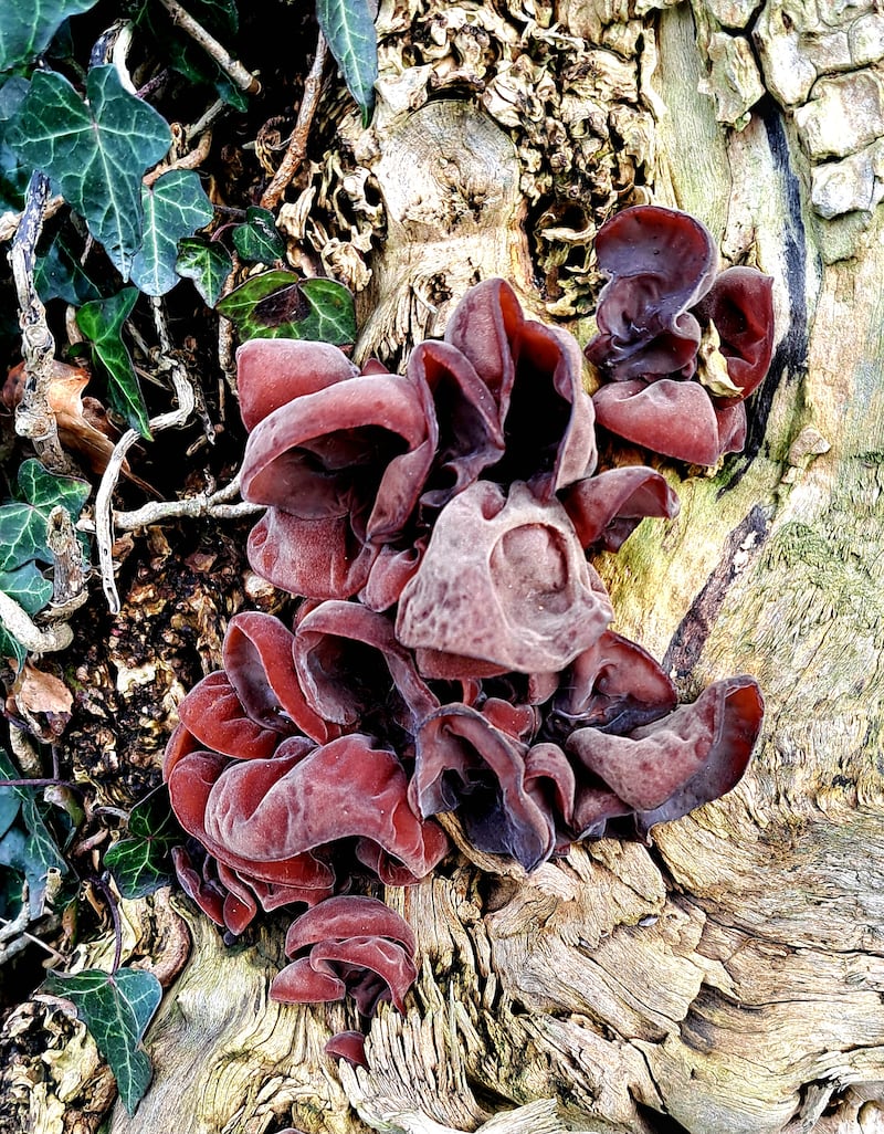 Wood ear fungus, supplied by Frank Rafter