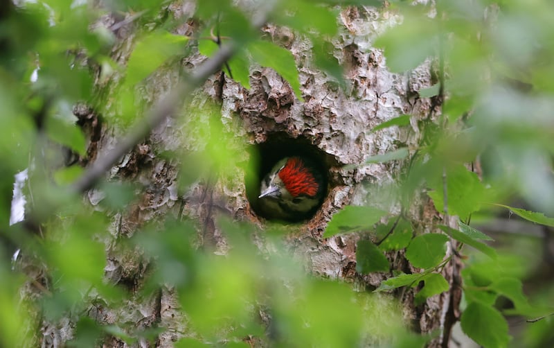 In Killarney National Park the great spotted woodpecker waits for dinner to arrive. Photograph: Valerie O'Sullivan