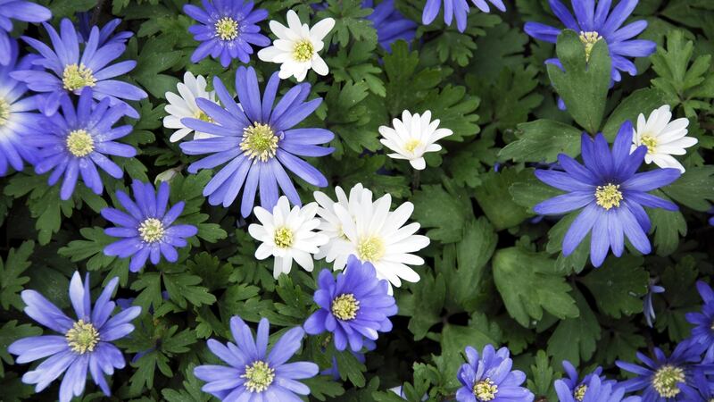 Early flowering anemone. Photograph: iStock