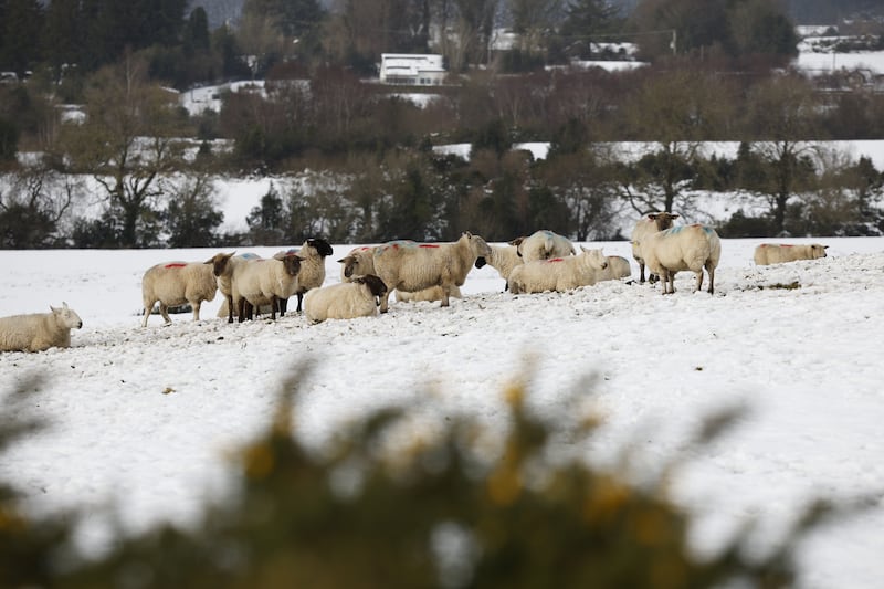 Sheep in the snow in Roundwood, Co Wicklow on Monday afternoon. Photograph: Nick Bradshaw