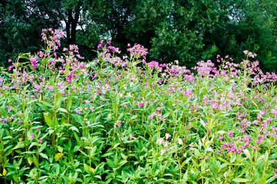 If native species need protection, some of the newcomers need to be kept down. I only encountered the Himalayan Balsam last year on a walk by the Avoca river. Photograph: Westend61/Getty Images