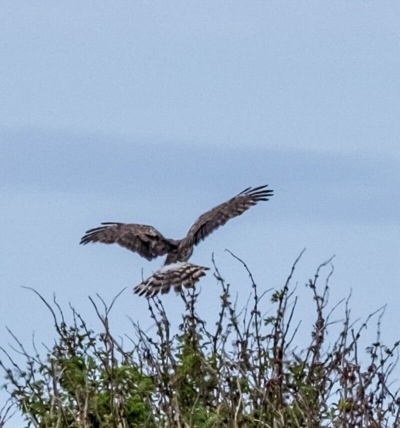 Female hen harrier. Photograph supplied by John Kilkenny