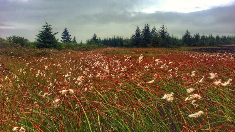 Bog cotton on Sliabh Beagh. Photograph: Monaghan Tourism