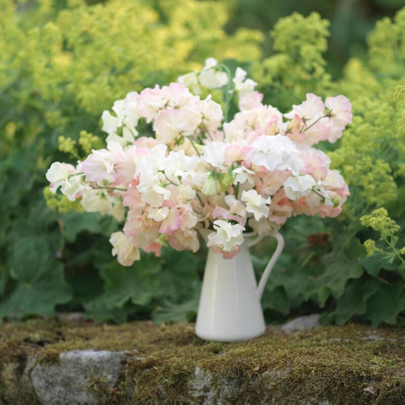 Sweet pea: daily picking encourages the plant to continue blooming. Photograph: Richard Johnston