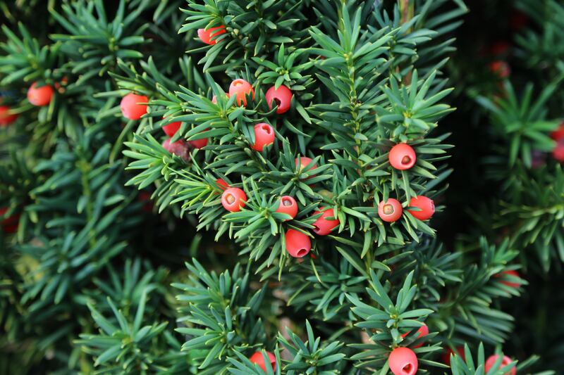 The yew tree, Taxus baccata. Photograph: Leo Malsam/iStock