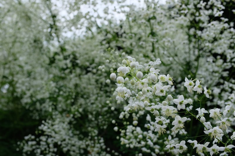 White-flowered meadow rue known as Thalictrum ‘Splendide’ is a cross between Thalictrum elegant and Thalictrum delavayi. Photograph: Alastair James/iStock