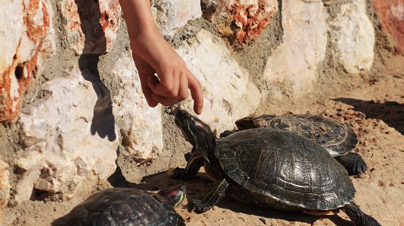 Families can take part in programmes to protect turtles in Greece