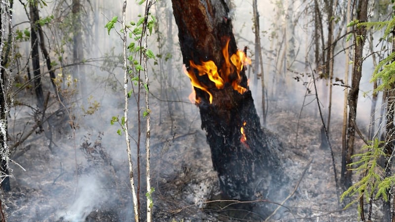 A forest fire in the Boguchansk district of the Krasnoyarsk region, Russia’s far east, 2021. Photograph: Maria Khlystunova/via AP