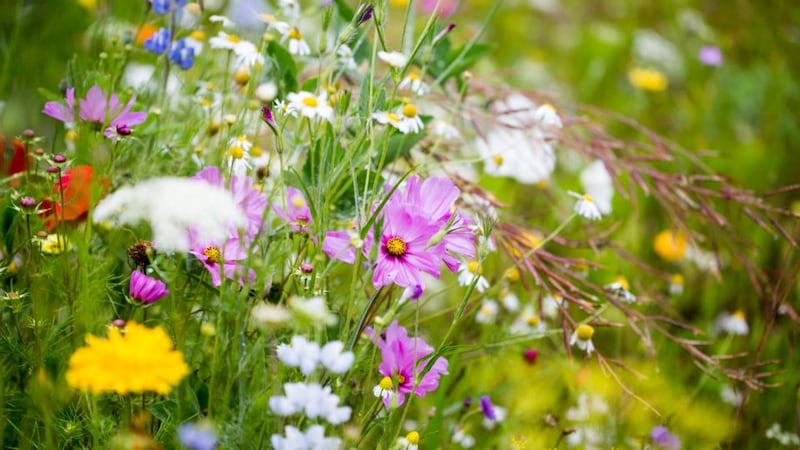 Those weeds are some of the best insect food, growing despite the weather. Photograph: Helaine Weide/Moment/Getty