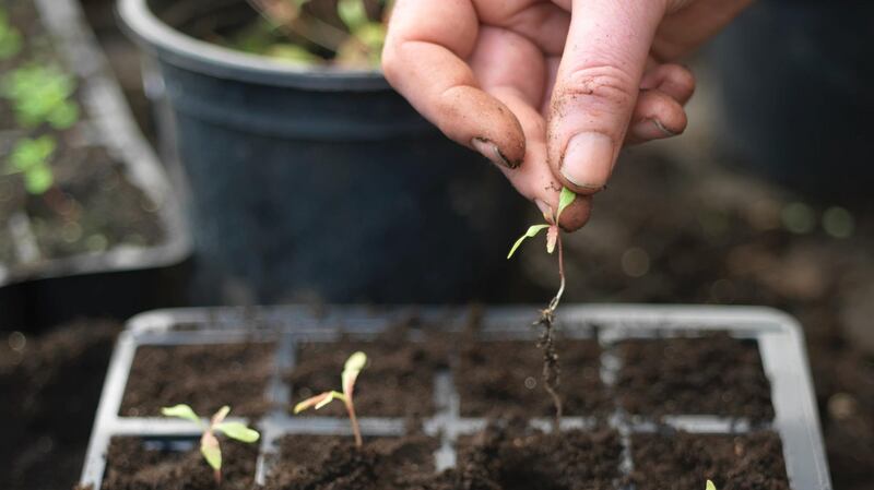 Pricking out seedlings. Photograph:  Richard Johnston