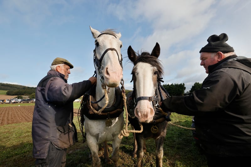 Leslie Hanbidge and Tommy Pierce from Wicklow with plough horses Fred and Roxy before competing at the championships. Photograph: Alan Betson/The Irish Times