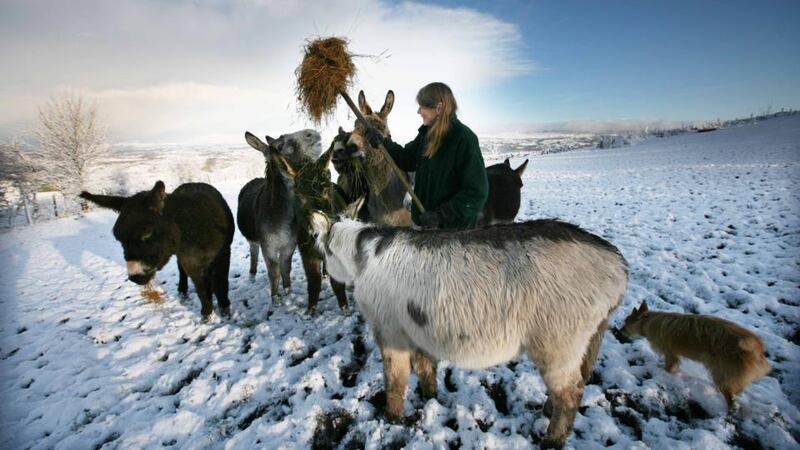 Sue Paling  on the slopes of Bricklieve Mountains, Co Sligo, to provide  fodder  to rescued  donkeys at the snow-covered Sathya Sai Sanctuary.  Photograph:  Brian Farrell