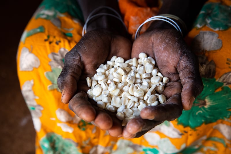 Using climate-smart farming techniques Mumina Mohamed can now grow crops, such as green grams, cowpeas and corn
